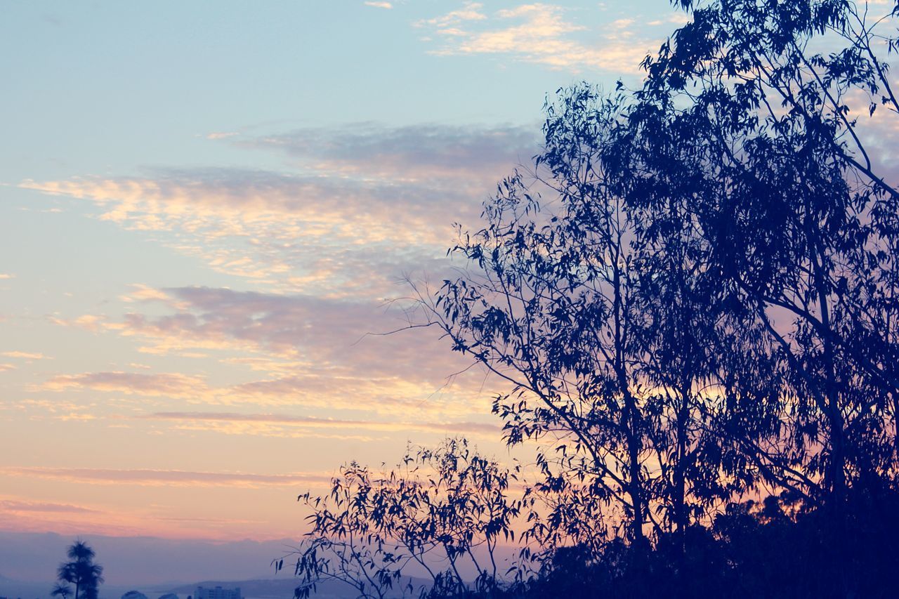 silhouette, tree, sunset, sky, tranquility, beauty in nature, tranquil scene, scenics, low angle view, nature, cloud - sky, growth, branch, idyllic, cloud, outdoors, no people, orange color, dusk, outline