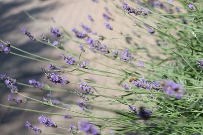 Close-up of purple flowers