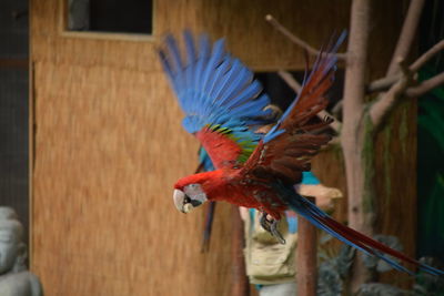 Close-up of a parket bird flying