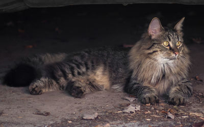 Cat resting on floor