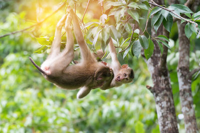 Monkey on tree