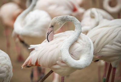 Close-up of birds