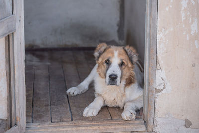 Portrait of dog relaxing on door