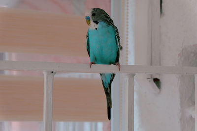 Bird perching on wood against wall