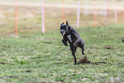 Dogs running on field