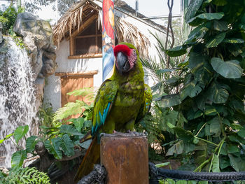 View of parrot perching on tree