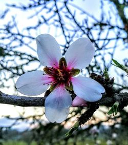 Low angle view of fresh pink flower against sky