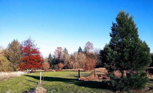 Trees on field against clear blue sky