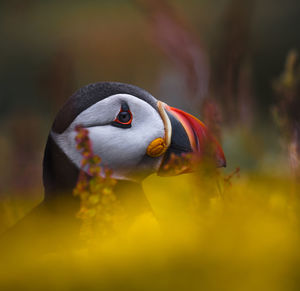 Close-up of bird