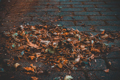 High angle view of dry autumn leaves