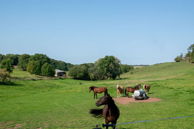 Horses in a field