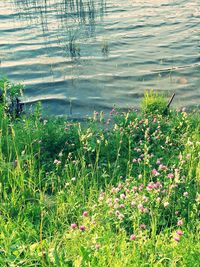 Close-up of plants growing on grass