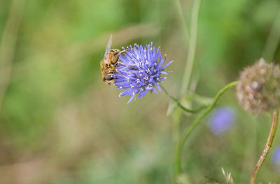 Close-up of honey bee on thistle