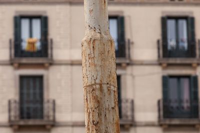 Close-up of tree trunk against building