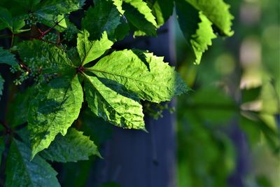 Close-up of green leaves