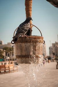 Close-up of bird perching against the sky