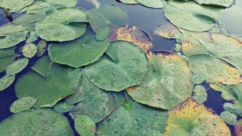 Full frame of leaf