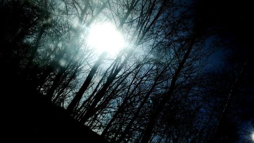 Low angle view of trees in forest