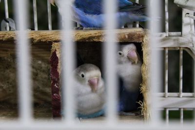 Close-up of bird in cage