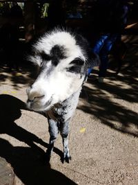 Portrait of dog standing outdoors