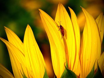 Close-up of bee on yellow flower