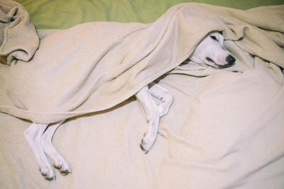 Close-up of person lying on bed