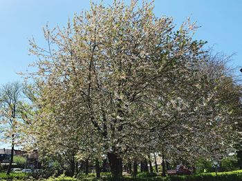 Cherry blossoms in park against sky