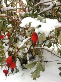 Close-up of frozen berries on tree during winter