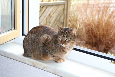 High angle view of cat on window sill