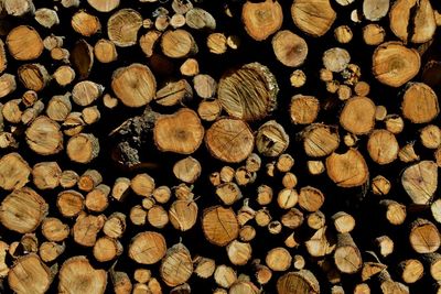 Full frame shot of logs in forest