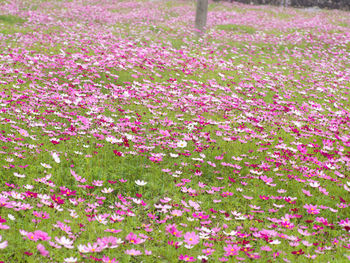 Close-up of pink flowering plants on field