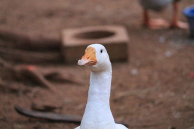 Close-up of seagull