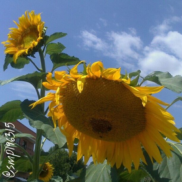 flower, freshness, yellow, sunflower, petal, fragility, flower head, growth, sky, beauty in nature, blooming, low angle view, pollen, plant, nature, cloud - sky, in bloom, close-up, leaf, cloud