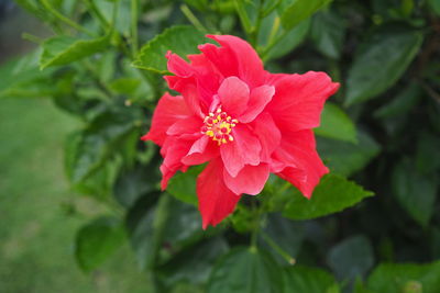 Close-up of red flowering plant