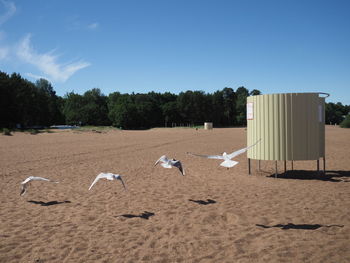 Seagulls on beach against clear blue sky