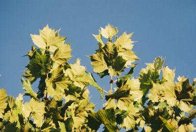 Low angle view of yellow plants against clear blue sky