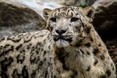 Close-up portrait of a cat in zoo