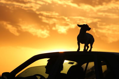 Silhouette dog standing on car roof against sky during sunset