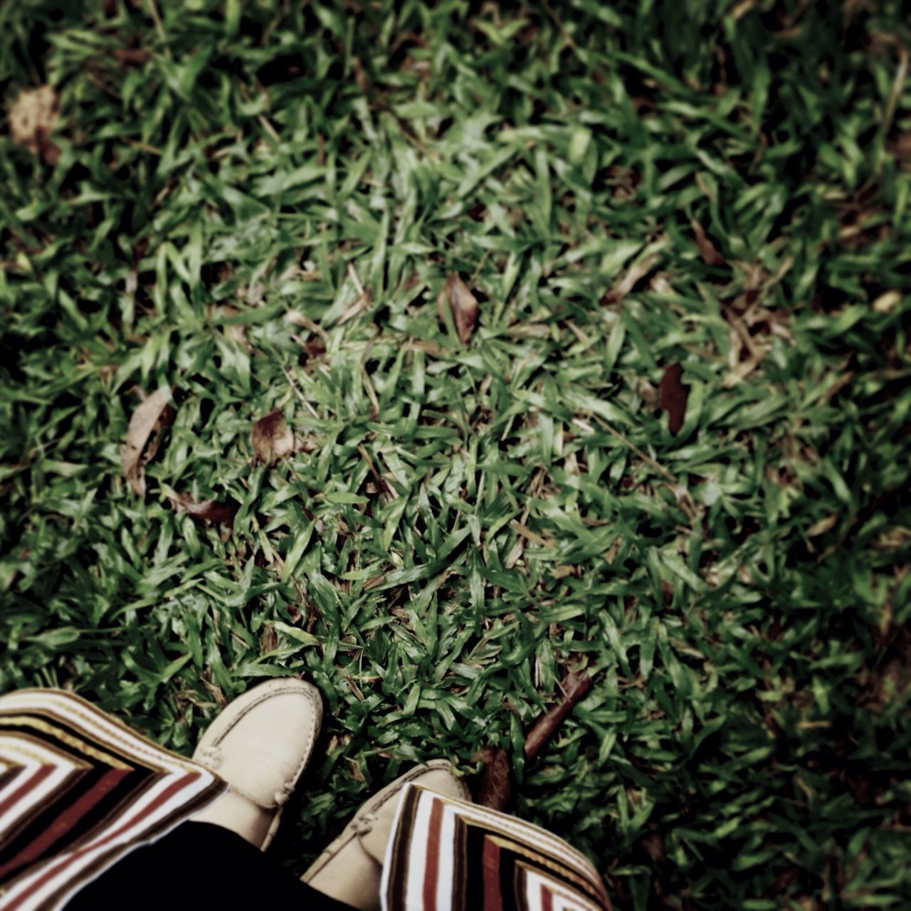 high angle view, low section, grass, shoe, green color, person, field, leaf, personal perspective, plant, growth, day, nature, outdoors, lifestyles, part of, grassy