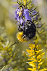 Close-up of bee on purple flower