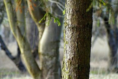 Close-up of tree trunk