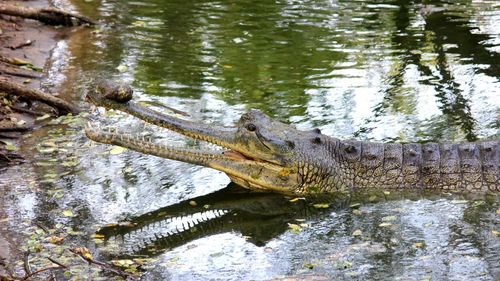 Crocodile in river