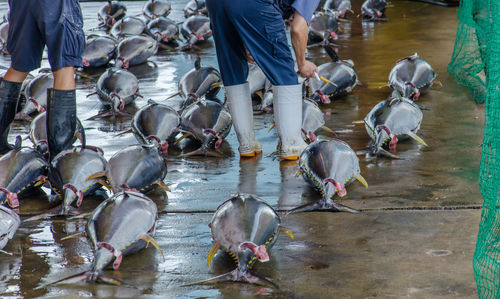 Low section of people by birds