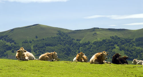 Flock of sheep on grassy field against sky