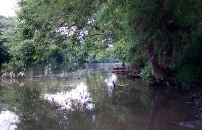 Scenic view of river with trees in background