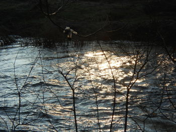 Bare trees in forest during winter