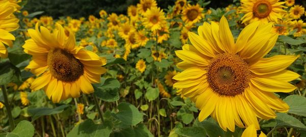 Close-up of sunflower