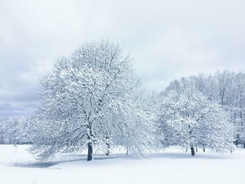 Snow covered land and trees against sky