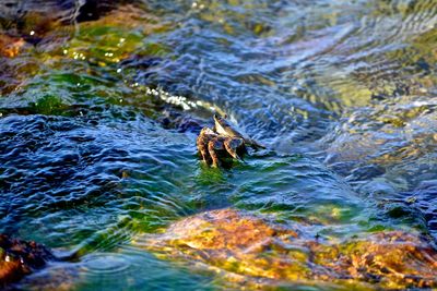 High angle view of duck swimming in lake