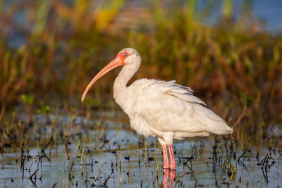 Close-up of bird perching on a lake